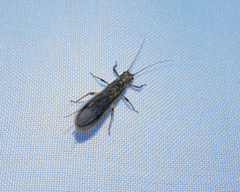 Plecoptera