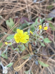 Crocanthemum glomeratum