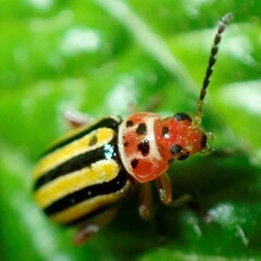 Disonycha spilotrachela