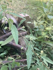 Sida rhombifolia