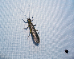 Plecoptera