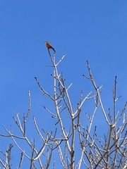 Pyrocephalus rubinus