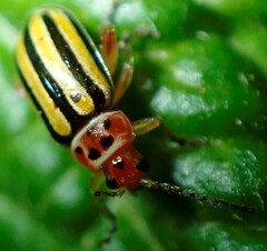 Disonycha spilotrachela