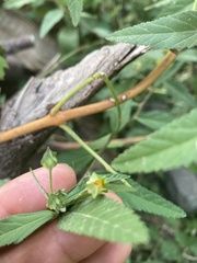 Sida rhombifolia