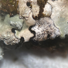 Didymocyrtis