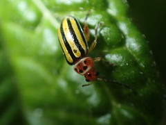 Disonycha spilotrachela