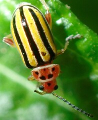 Disonycha spilotrachela