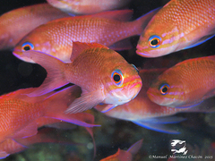 Anthias anthias