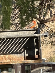 Pyrocephalus rubinus