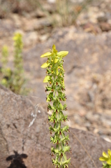 Sideritis montana