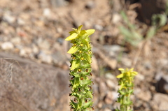 Sideritis montana