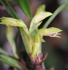 Maxillaria imbricata