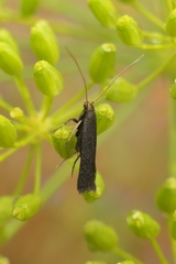 Lecithocera micromela