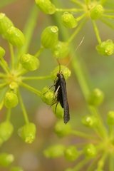Lecithocera micromela