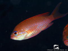 Anthias anthias