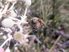 Chauliognathus scriptus