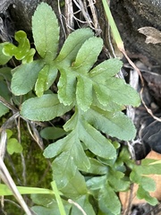 Polypodium californicum