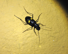Oxycheila tristis