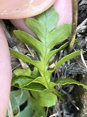 Polypodium californicum