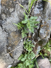 Polypodium californicum