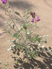 Astragalus lentiginosus borreganus
