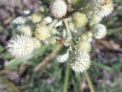 Chauliognathus scriptus