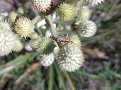 Chauliognathus scriptus