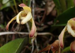 Maxillaria porrecta
