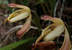 Maxillaria porrecta