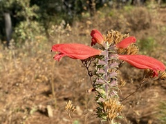 Lamourouxia multifida