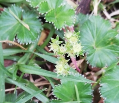 Alchemilla orbiculata