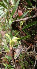 Maxillaria imbricata