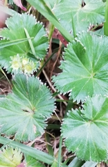 Alchemilla orbiculata