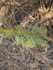 Lamourouxia multifida