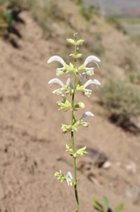 Salvia candidissima