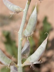 Astragalus lentiginosus borreganus