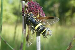 Chrysotoxum bicinctum