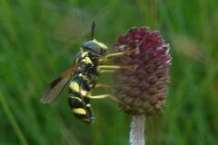 Chrysotoxum bicinctum