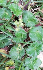 Alchemilla orbiculata
