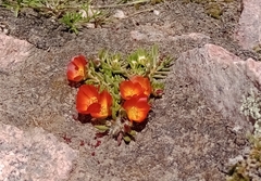 Portulaca fulgens