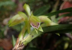 Maxillaria imbricata
