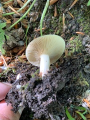 Lactarius acris