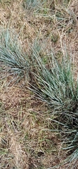 Asphodelus fistulosus