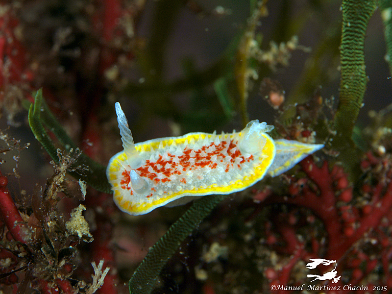 Diaphorodoris luteocincta