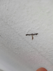 Anstenoptilia marmarodactyla