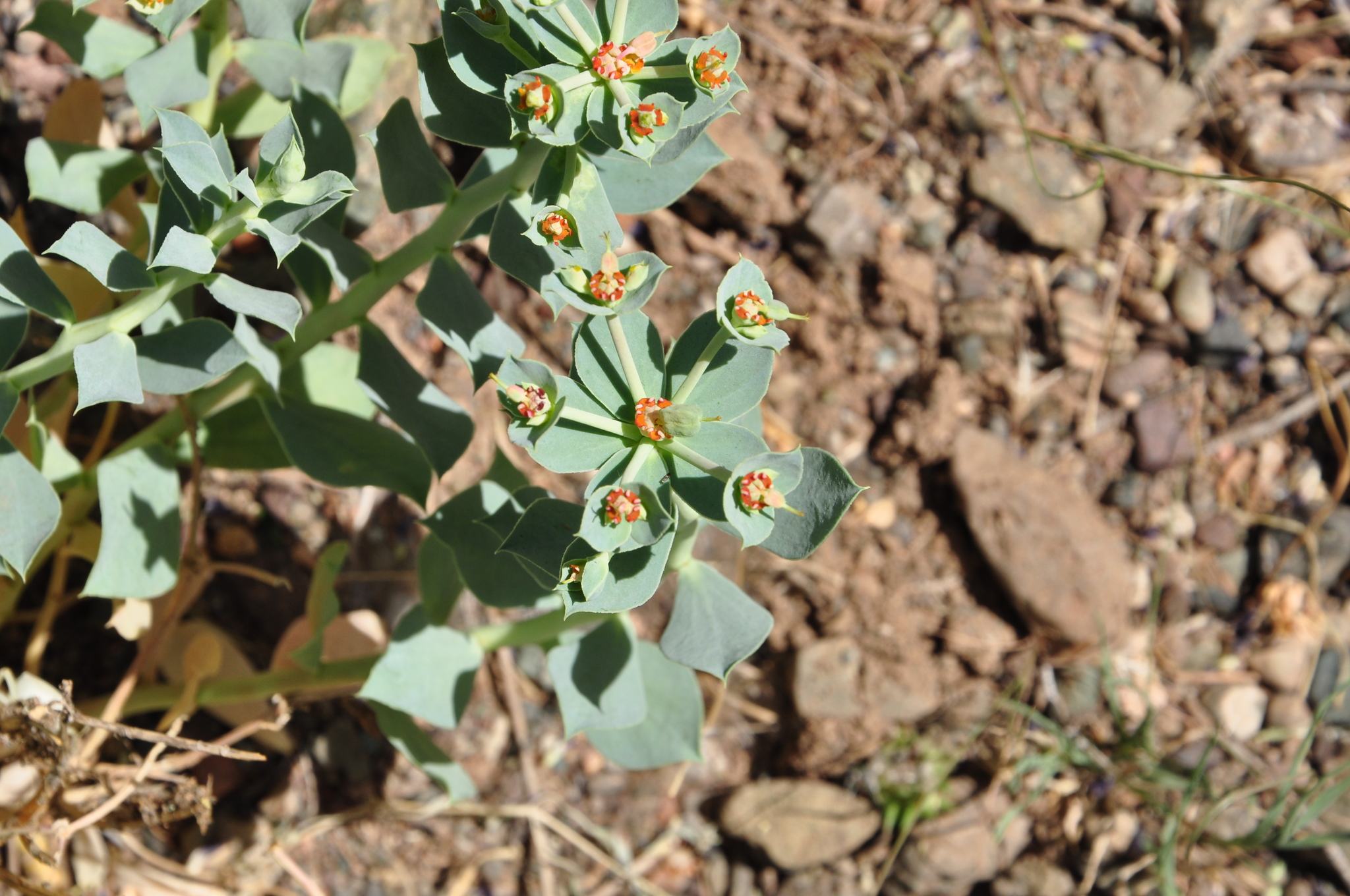 Euphorbia marschalliana ssp. armena