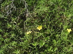 Ludwigia peploides montevidensis