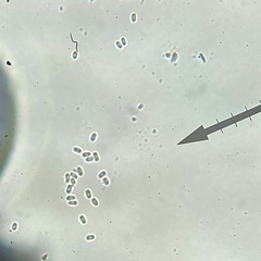 Didymocyrtis