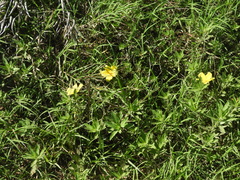 Ludwigia peploides montevidensis