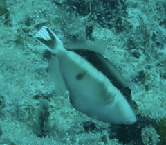 Sufflamen chrysopterum